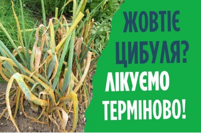 Що робити коли жовтіє цибуля? Термінова обробка від пероноспороза.