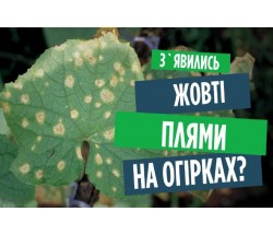 Чому жовтіє листя огірків? Пероноспороз (несправжня борошниста роса). Методи боротьби з хворобою Чому жовтіє листя огірків? Пероноспороз (несправжня борошниста роса). Методи боротьби з хворобою