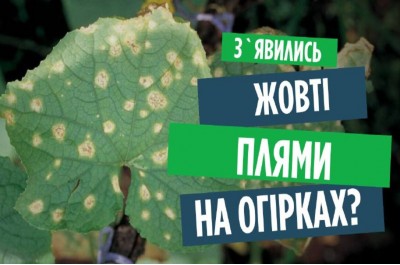 Чому жовтіє листя огірків? Пероноспороз (несправжня борошниста роса). Методи боротьби з хворобою
