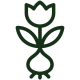 Цибулини квітів