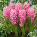 Цибулина гіацинта Pink Pearl, 1 шт | Голландія
