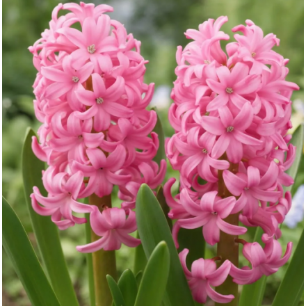 Цибулина гіацинта Pink Pearl, 1 шт | Голландія