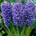 Цибулина гіацинта Delft Blue, 1 шт | Голландія