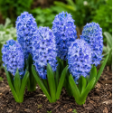 Цибулина гіацинта Delft Blue, 1 шт | Голландія