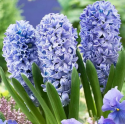 Цибулина гіацинта Blue Giant, 1 шт | Голландія