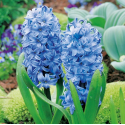 Цибулина гіацинта Blue Giant, 1 шт | Голландія