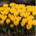 Цибулина крокуса Golden Yellow, 1шт | Голландія