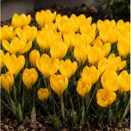 Цибулина крокуса Golden Yellow, 1шт | Голландія