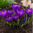 Цибулина крокуса Flower Record, 1шт | Голландія