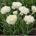 Цибулина тюльпана махрового Double Fringed Snow Crystal (Сноу Крістал), 1 шт | Голландія