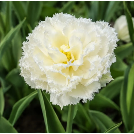 Цибулина тюльпана махрового Double Fringed Snow Crystal (Сноу Крістал), 1 шт | Голландія