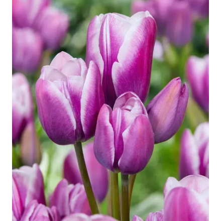 Цибулина тюльпана багатоквіткового Multi-flovering Purple Elegance (Перпл Елеганс), 1 шт | Голландія