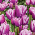 Цибулина тюльпана багатоквіткового Multi-flovering Purple Elegance (Перпл Елеганс), 1 шт | Голландія