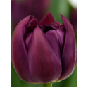 Цибулина тюльпана Pontiac (Понтіак), 1 шт | Голландія