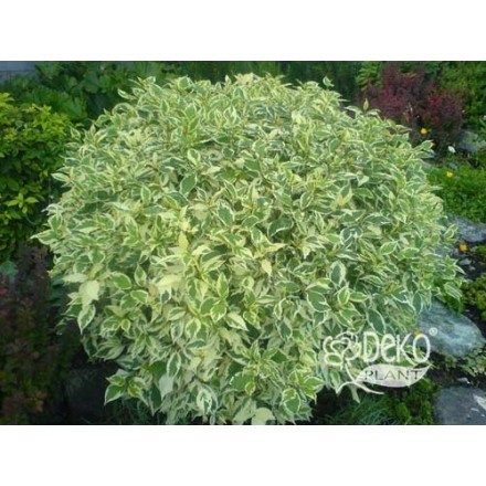 Дерен білий "Сібіріка" (Cornus alba "Sibirica")