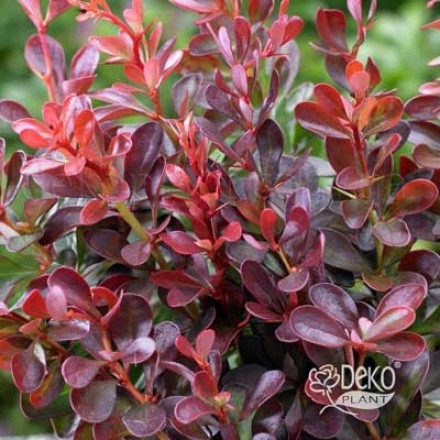 Барбарис Тунберга "Атропурпуреа" (Berberis Thunbergii "Atropurpurea")
