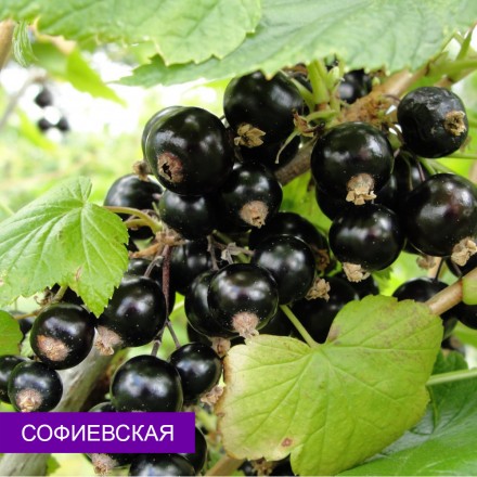 Смородина чорна Софіївська