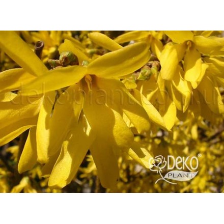 Форзиція середньоросла (Forsythia intermedia "Lynwood")