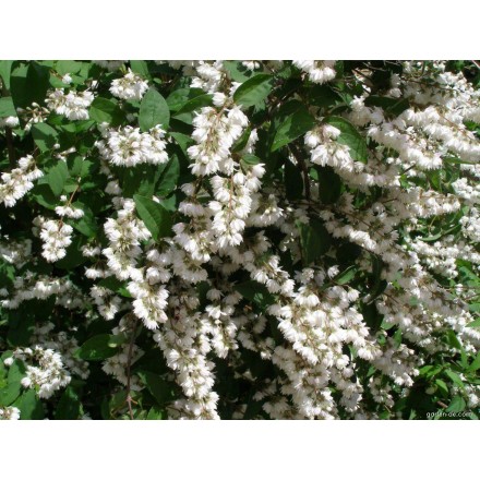 Дейція Шорохувата (Deutzia Scabra)