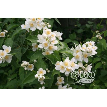 Жасмін вінечний (Philadelphus сoronarius)
