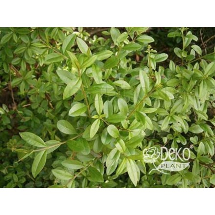 Бірючина звичайна "Атровіренс" (Ligustrum vulgare "Atrovirens")