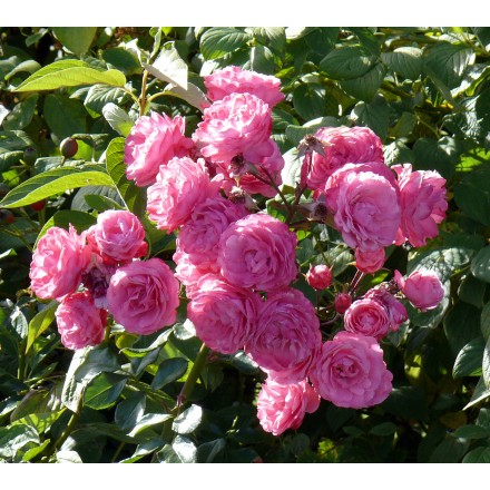 Троянда плетиста Чаплінз Пінк (Chaplins Pink)