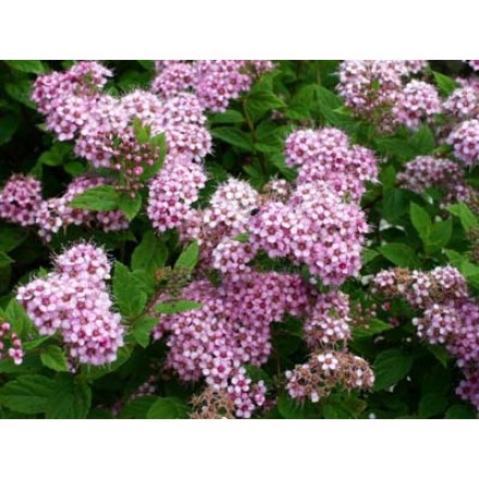 Спірея японська "Літл Прінцес" (Spiraea japonica "Litle Princess")