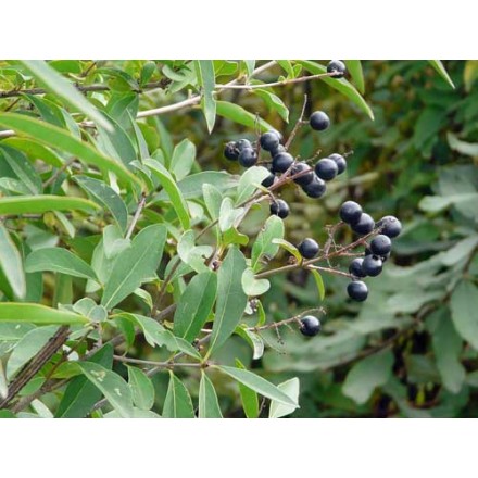 Бирючина звичайна "Лодензе" (Ligustrum vulgare "Lodense")