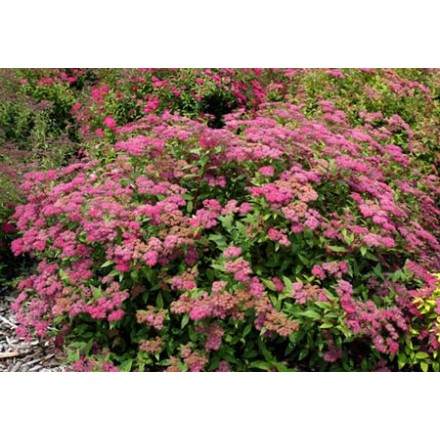 Спірея японська "Фробелі" (Spiraea japonica "Froebelii")