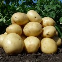 Насіннєва картопля Арізона 2.5 кг Агріко