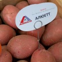 Насіннєва картопля Алюетт 2.5 кг Агріко