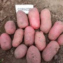 Насіннєва картопля Коразон 2.5 кг Агріко