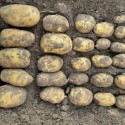 Насіннєва картопля Раномі 2.5 кг Агріко