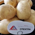Насіннєва картопля Спектра 2.5 кг Агріко