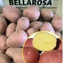 Насіннєва картопля Белла Роса (1 репродукція), 2.5 кг | Agrico