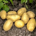 Насіннєва картопля Джолін (1 репродукція), 2.5 кг | Agrico