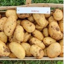 Насіннєва картопля Джолін (1 репродукція), 2.5 кг | Agrico