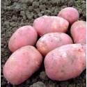 Насіннєва картопля Фотинія (1 репродукція), 2.5 кг | ІК НААН України