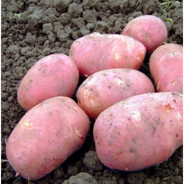 Насіннєва картопля Фотинія (1 репродукція), 2.5 кг | ІК НААН України