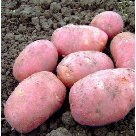 Насіннєва картопля Фотинія (1 репродукція), 2.5 кг | ІК НААН України
