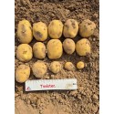 Насіннєва картопля Твістер (1 репродукція), 2.5 кг | Agrico