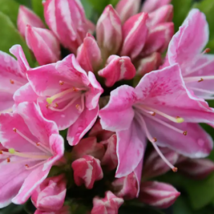 Саджанець азалії Карменсіна (Kermesina / Kermesina Rosea), горщик 1,5 л