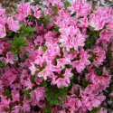 Саджанець азалії Карменсіна (Kermesina / Kermesina Rosea), горщик 1,5 л