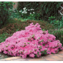 Саджанець азалії Карменсіна (Kermesina / Kermesina Rosea), горщик 1,5 л