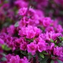 Саджанець азалії Гейша Пурпл (Geisha Purple), горщик 1,5 л