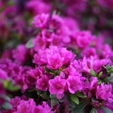 Саджанець азалії Гейша Пурпл (Geisha Purple), горщик 1,5 л