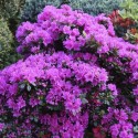Саджанець азалії Гейша Пурпл (Geisha Purple), горщик 1,5 л