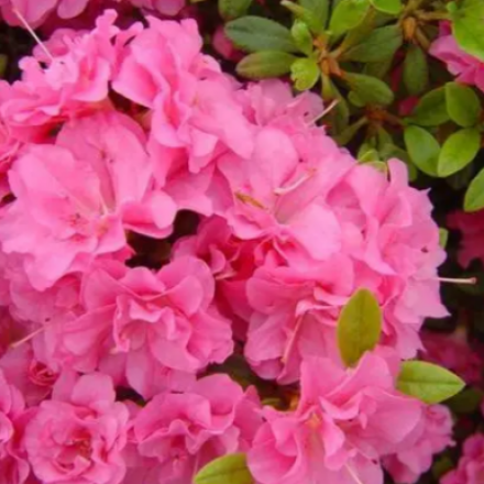 Саджанець азалії Розінетта (Rosinetta), горщик 1,5 л