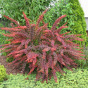 Саджанець барбариса Тунберга Голден Рінг (Berberis thunbergii 'Golden Ring'), горщик 1,5 л