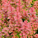 Саджанець барбариса Тунберга Голден Рінг (Berberis thunbergii 'Golden Ring'), горщик 1,5 л